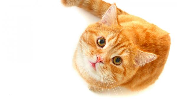 Cat Face Striped Blush Beautiful Thick Wallpaper