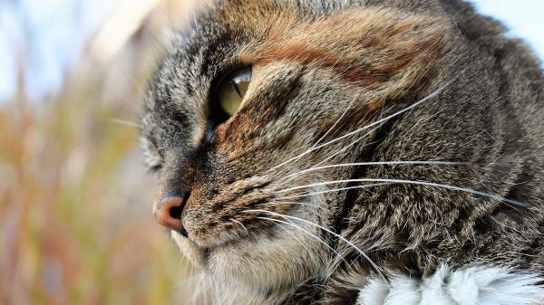 Cat Face Striped View Wallpaper Wallpaper