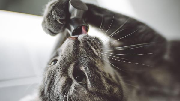 Cat Faucet Licking Wallpaper