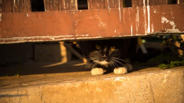 Cat Fence Look Out Wallpaper