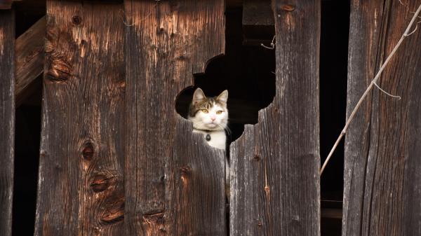 Cat Fence Muzzle Peek Wallpaper