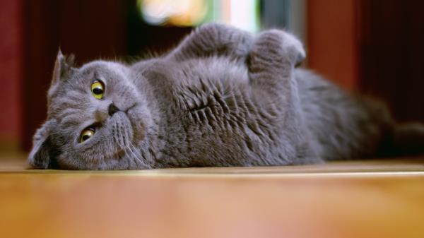 Cat Flap Eared Brit Lie Wallpaper