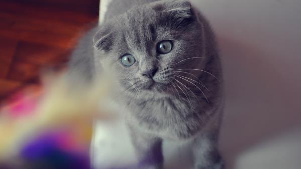 Cat Flap Eared Face Eyes Briton Wallpaper