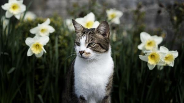 Cat Flowers Glance Wallpaper