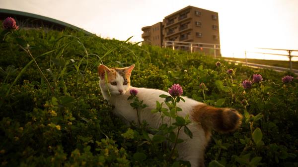 Cat Flowers Grass Wallpaper