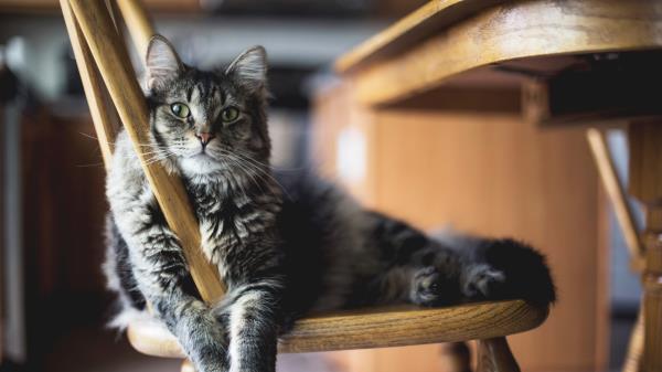 Cat Fluffy Chair Lying Wallpaper