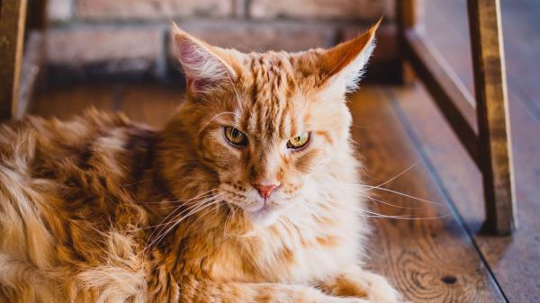 Cat Fluffy Ginger Cat Wallpaper