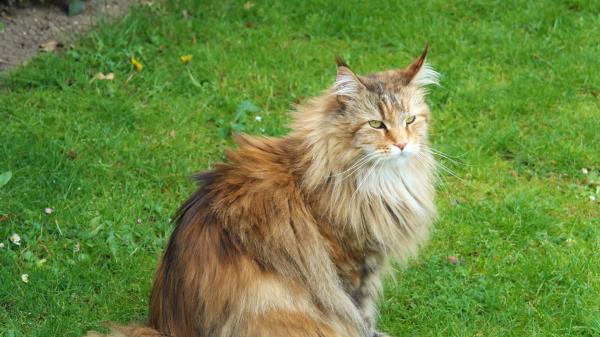 Cat Fluffy Grass Sit Wallpaper