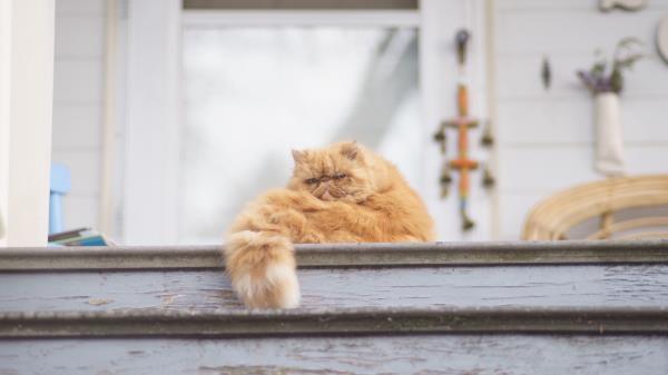 Cat Fluffy Ladder Wallpaper
