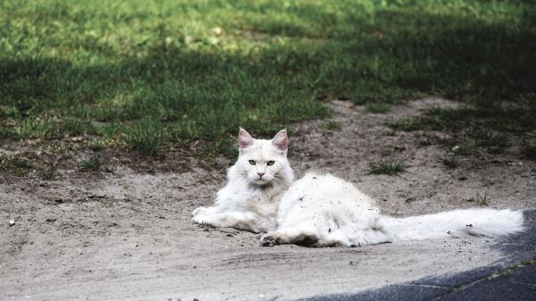 Cat Fluffy Lies Filth Wallpaper