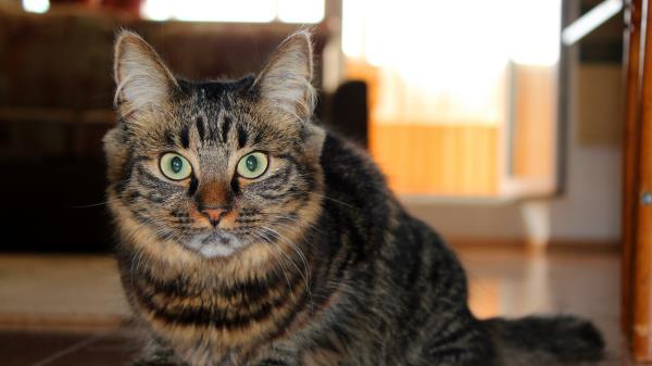 Cat Fluffy Look Lying Floor Wallpaper