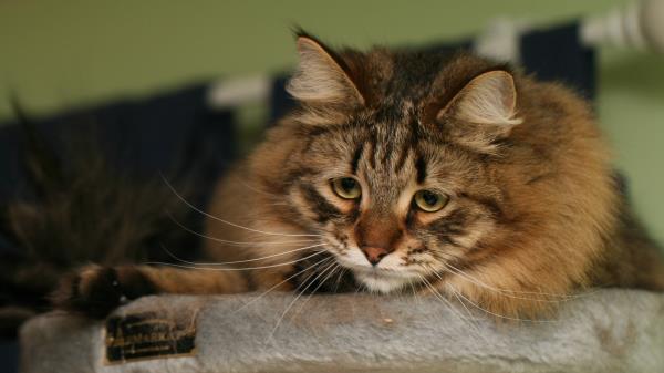 Cat Fluffy Look Watch Wallpaper