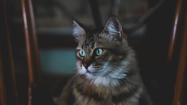 Cat Fluffy Muzzle Wallpaper