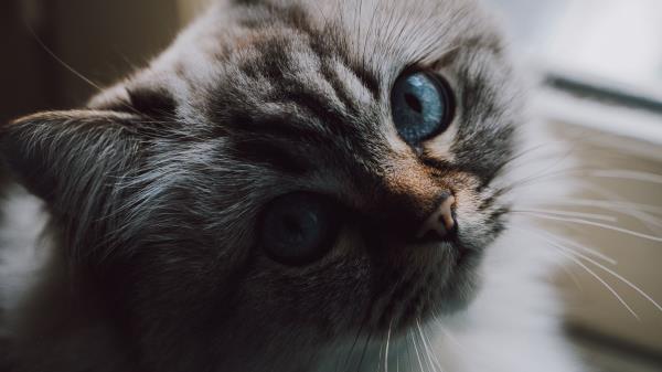 Cat Fluffy Pet Wallpaper