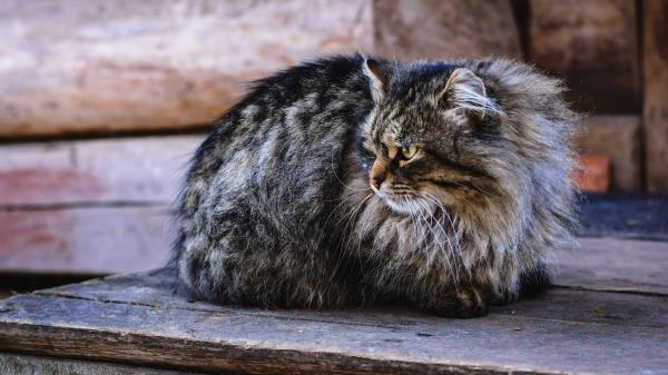 Cat Fluffy Sit Look Wallpaper