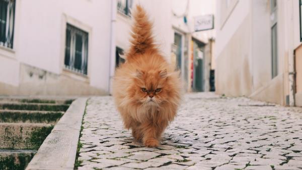 Cat Fluffy Walk Wallpaper