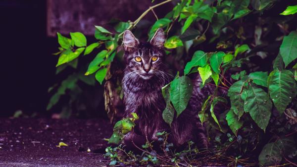 Cat Foliage Furry Wallpaper