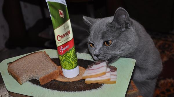 Cat Food Bacon Mustard Meat Bread Wallpaper