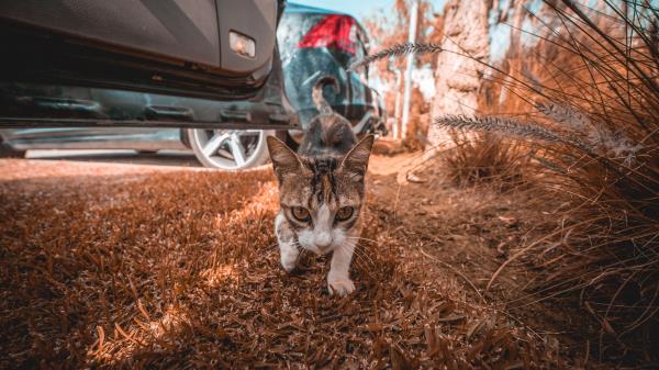 Cat Funny Cool Image wallpaper