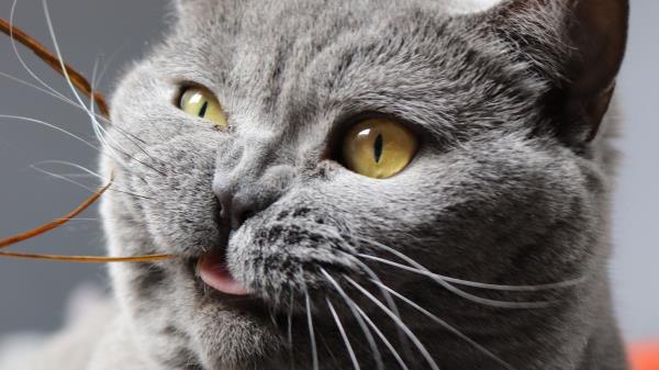 Cat Funny Cool Wallpaper