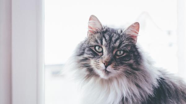 Cat Furry Muzzle Wallpaper