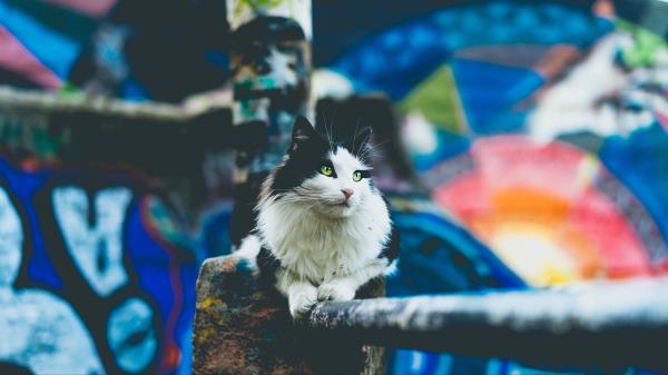 Cat Furry Sitting Wallpaper