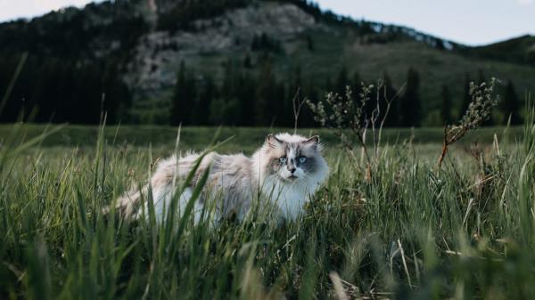 Cat Furry Walk Grass Wallpaper