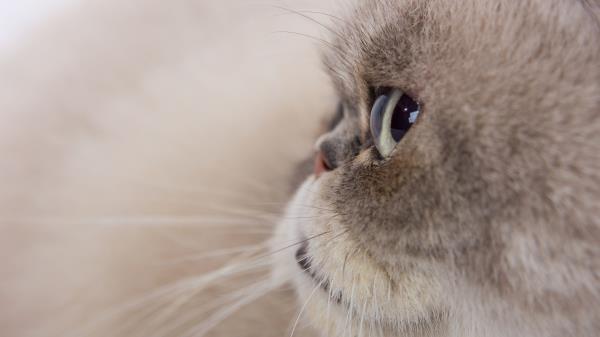 Cat Glance Gray Wallpaper
