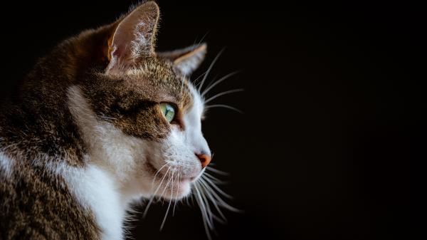 Cat Glance Muzzle Wallpaper