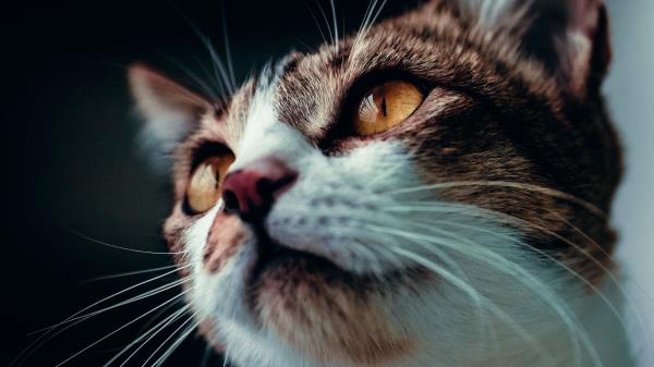 Cat Glance Pet Im Wallpaper