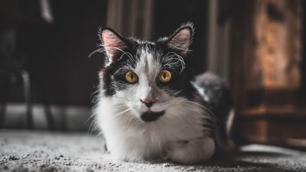 Cat Glance Pet Image Wallpaper
