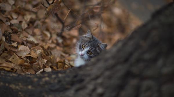 Cat Glance Pet Img Wallpaper