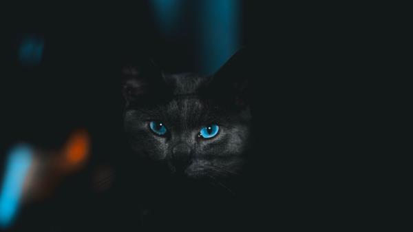 Cat Glance Pet Picture Wallpaper