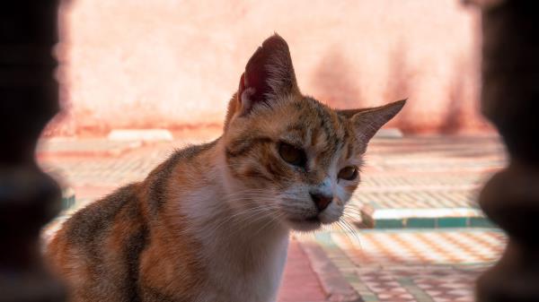 Cat Glance Pet Wallpaper