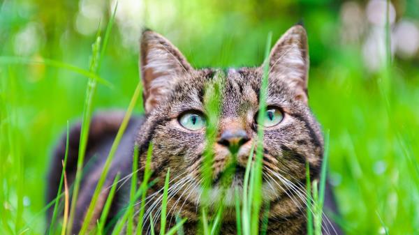 Cat Grass Face Eye Wallpaper
