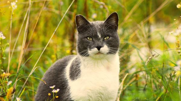 Cat Grass Flowers Wallpaper