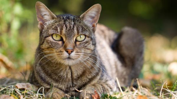 Cat Grass Leaves Autumn Striped Lie Wallpaper