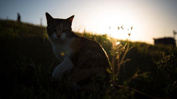 Cat Grass Pet Wallpaper