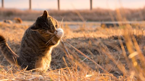 Cat Grass Play Wallpaper