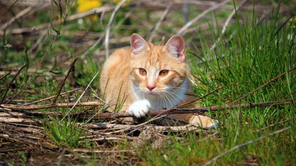 Cat Grass Playful Lying Wallpaper