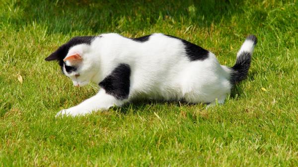 Cat Grass Spotted Playful Wallpaper