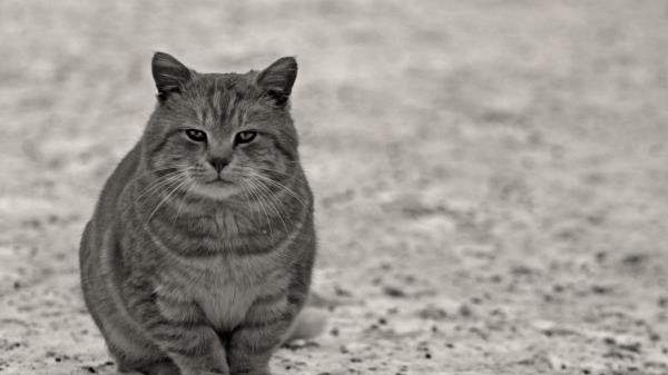 Cat Gray Black White Sitting Stre Wallpaper
