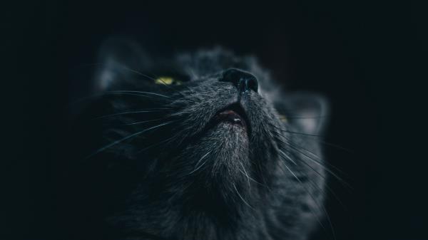 Cat Gray Face Wallpaper