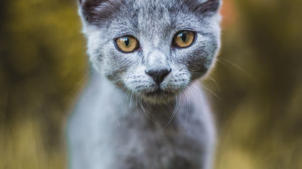 Cat Gray Glance Wallpaper