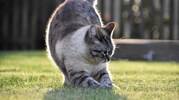 Cat Gray Pet Image Wallpaper