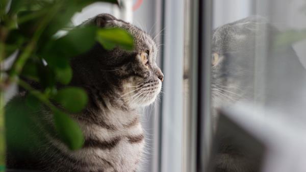 Cat Gray Pet Picture Wallpaper