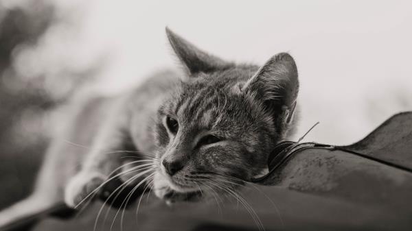 Cat Gray Pet Wallpaper