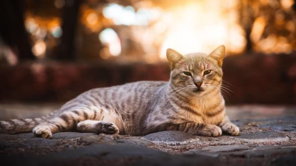 Cat Gray Striped Wallpaper