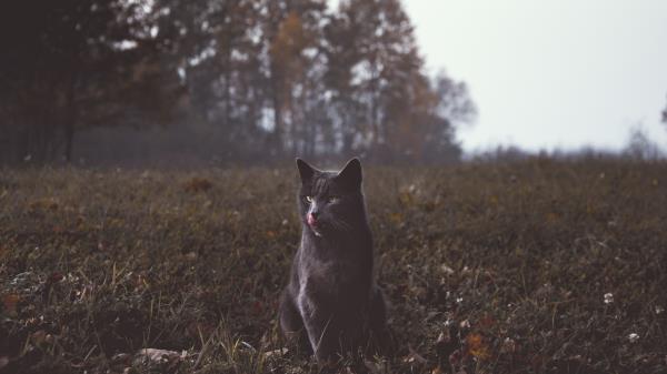 Cat Gray Walk Grass Wallpaper