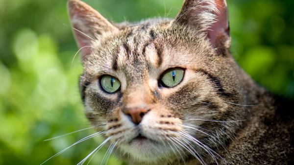 Cat Green Background Glare Wallpaper